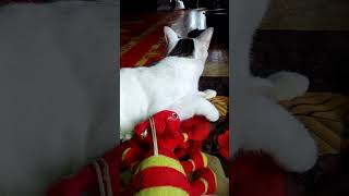 Tata Gigit Boneka Semut