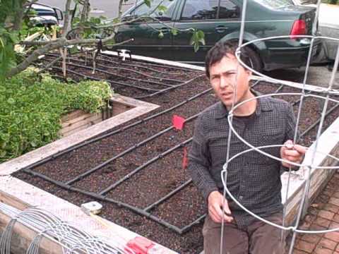 Square Foot Gardening on How To Plant 11 Tomato Plants In A Square Foot Raised Bed Garden