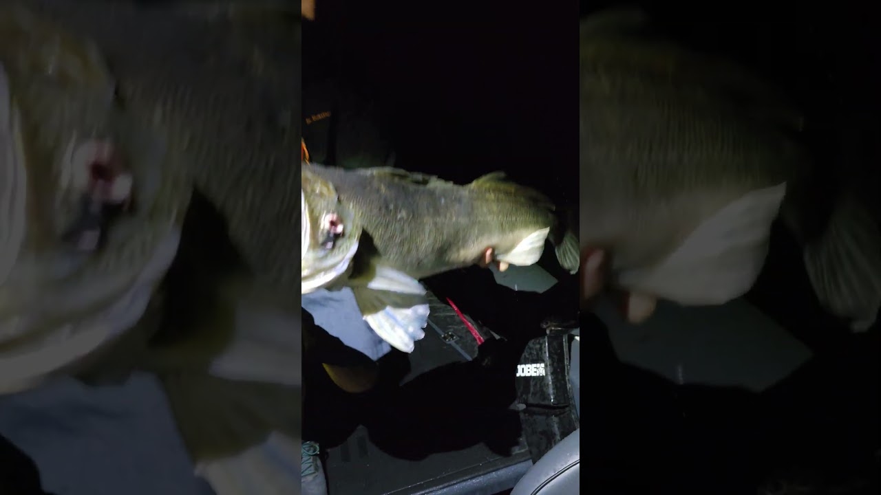 93cm Zander auf The Pelagic von Invdr Lures auf meiner Guidingtour. Alle Infos www.Johnnyrelease.de