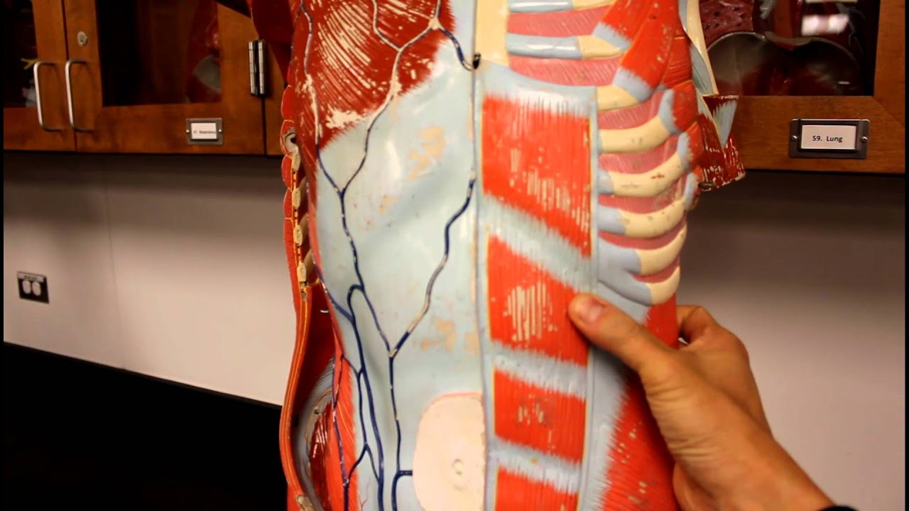 MUSCULAR SYSTEM ANATOMY:Muscles of the anterior abdominal wall torso