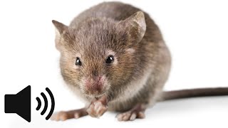 What Does A Mouse Sound Like? Mouse Squeaking Sound - Animal Sounds