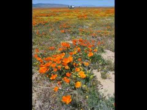 california poppy reserve. California Poppy Reserve