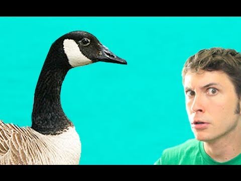 The GOOSE Whisperer