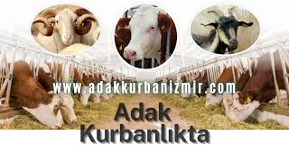 İZMİR ADAK KURBAN DALINDA ÖNCÜ Memnuniyet Garantili