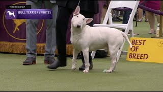 Bull Terriers White Breed Judging 2023