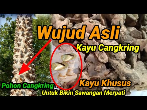 Kayu Cangkring Kudopait | Kayu Khusus Untuk Membuat Sawangan Merpati