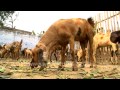 Kid drinking from mother goat's udders...