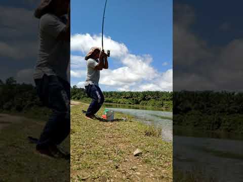 Mancing nila babon liar tak semudah nonton diyoutube