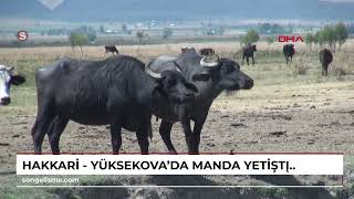 Hakkari - Yüksekovada Manda Yetiştiriciliği Yeniden Geçim Kaynağı Oldu