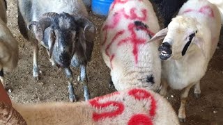 Kurbanlık Nasıl Seçilir Neye Dikkat Edilmeli Koyunmu Keçimi Alınmalı Hangi Kurbanın Eti Lezzetliolur