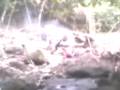 fox family - mountain camping part4 fox family - mountain camping part4
