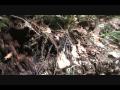The Hiker: Lichen, Duff, and Simbiosis
