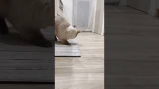 Ultimate Tom And Jerry Showdown Daily Amazing Videos