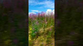 Our Journey To Scotland.