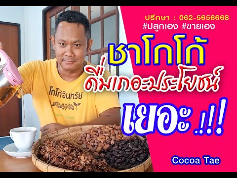 #ชาโกโก้ #โกโก้ชา #Cocoa tea : ชาโกโก้ดื่มเลยประโยชน์เยอะ ช่วยลดไขมันในเลือด (Cocoa Tea)