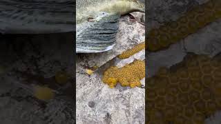 Fish Laying Eggs