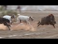Best Wild Boar Hunting Sindh Season 2022 - Soor Ka Shikar in Pakistan
