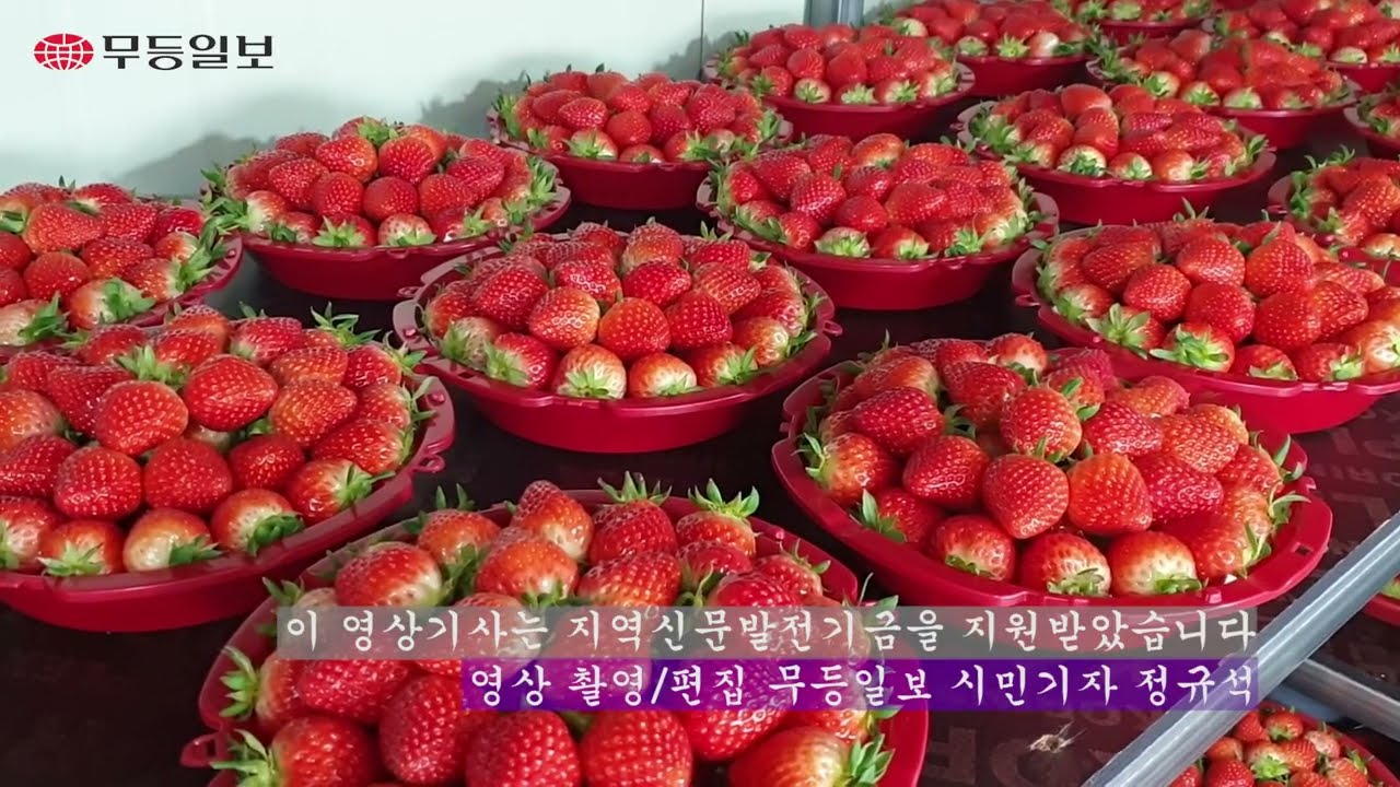[시민기자영상] 맛있고 건강에도 좋은 딸기로 건강하게!