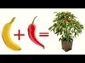 TERRA + BANANA + PEPERONCINO uniscili ed il risultato ti sorprenderà