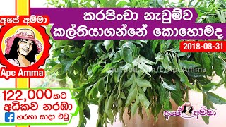 How to store curry leaves