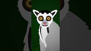 Do Lemurs Have Two Tongues?