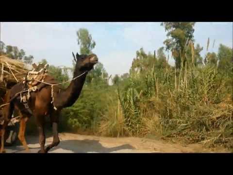 Pakistani bus truck animals camel cow tractor punjab bandial...