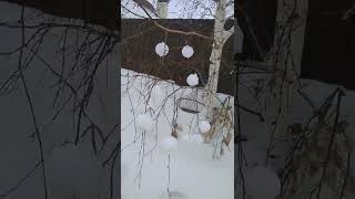 Снежколепом Украсили Берёзу #Snowballs #Шарикинадереве