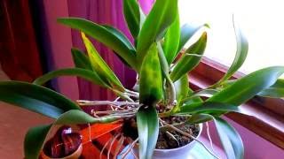 Cattleya orchid growing information. Beginner orchid growing tips.