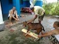 Goat's Head Cut Off in Dashain