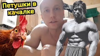 Очередной Вид Петушков В Качалке. Встречал Таких?)