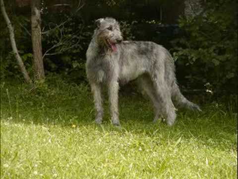 10 Irish Wolfhound 2 Scottish