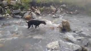 Cool Dog Videos - Dobermans Dogs Having Fun Kids Funny