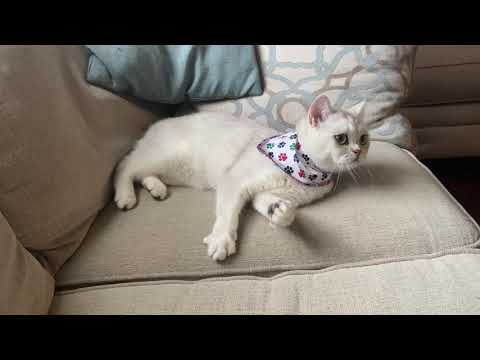 I don’t want to wear this bandana | Coco the cutest Cat