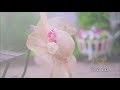 相田翔子 『for you』 （MV）