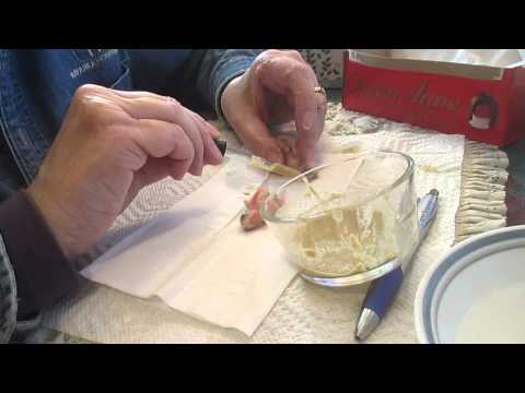 Linnie Parakeets Being Hand Fed, One Week Old