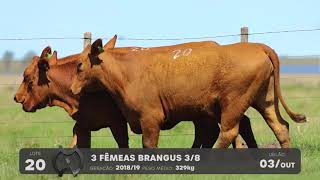 LOTE 20 - VENTRES BRANGUS - LEILÃO SÃO BIBIANO 2021