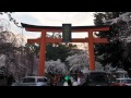京都平野神社の桜