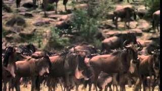 Africa The Serengeti