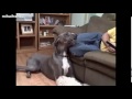 Funny Talking Dogs Compilation 2014 - Talking Dog Videos