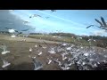 Pulling the birds