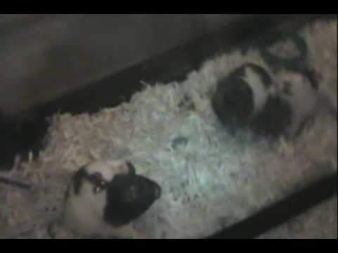 cute cudly frisky hamsters