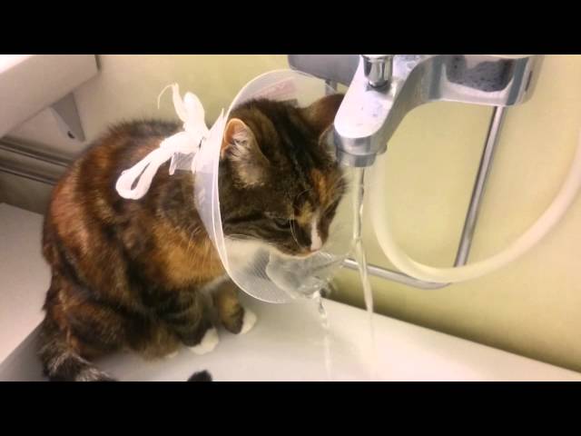 Cat Wearing Cone Of Shame Figures Out Drinking Hack - Video