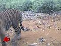 Raw Video: Tiger Cubs in the Wild