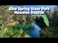 Florida’s Blue Spring State Park - an incredible natural Manatee Habitat
