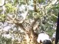 18 siddhar