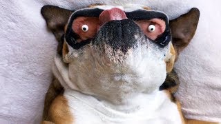 Vous allez rire jusqu'à ce que vous tombiez sur votre BUTT - FUNNIEST Animal Compilation