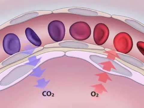 Arterial Puncture for Blood Gas Analysis