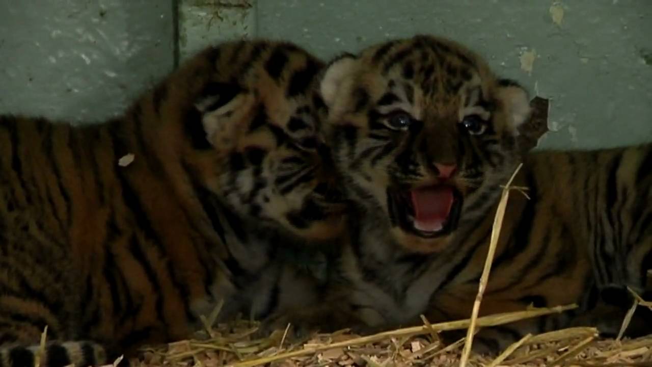 tigerungar tigerungar