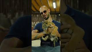 Andrew Tate Playing With Tigers