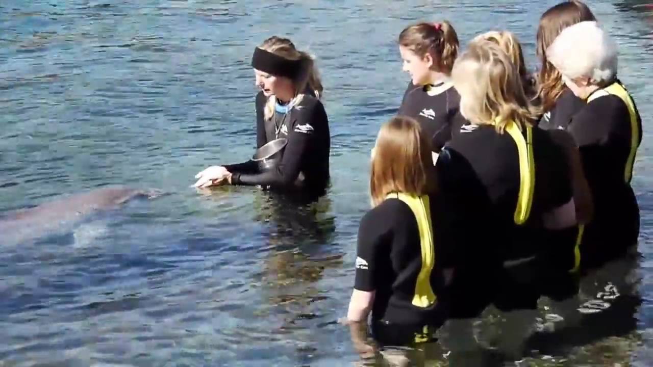 swimming with dolphins at sea world